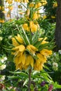 Crown imperial Fritillaria imperialis Lutea yellow flowering plant Royalty Free Stock Photo